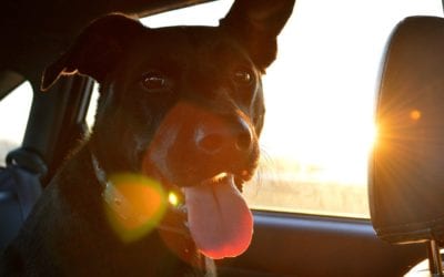 Moving with your furry family member