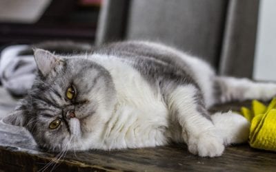 New Years Resolutions for Overweight Pets