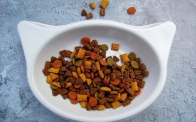 Food for thought: What makes a good pet food?