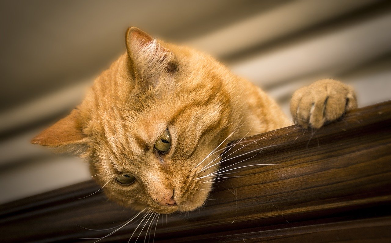 Why Do Cats Blank Neighbourhood Pet Clinic
