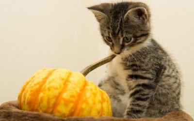 Pet Poisons: The Spookiest Part of Halloween