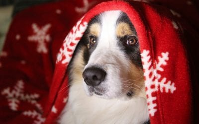 The holiday hustle from a pet perspective