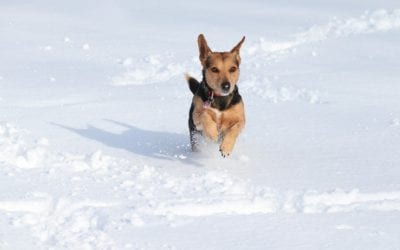 Winterizing Your Furry Family Member