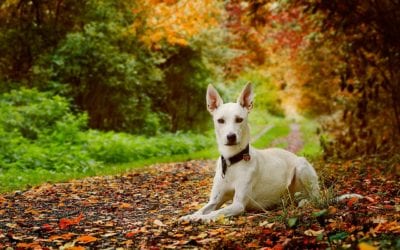 Fleas, ticks, and the Great Outdoors