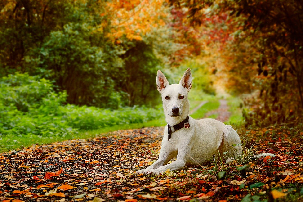 Vet Near Me London, Ontario N6A 3W3 Neighbourhood Pet Clinic