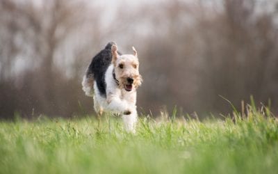 Lost pets and how to find them