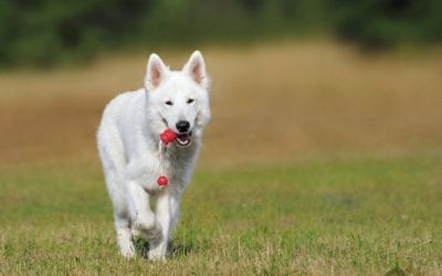 The benefits of at-home summer pet care