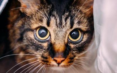 The Scaredy-Cat’s Secret: Stress-related urinary issues