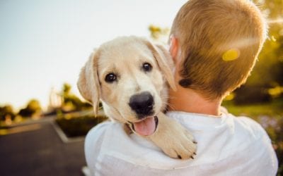 6 Ways to Enrich Your Dog’s Life