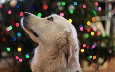 Top 5 Tips for Holiday Adoptions
