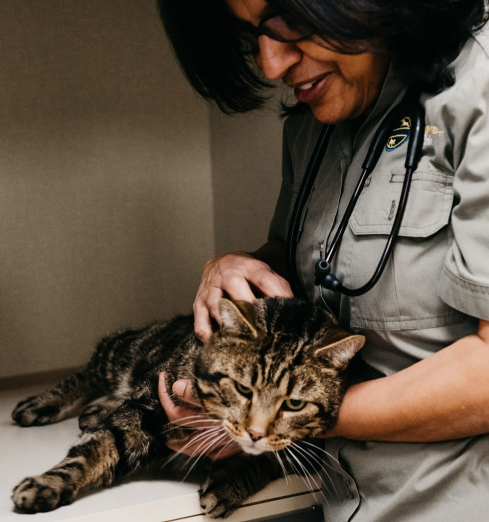 Veterinary Careers in London, Ontario Neighbourhood Pet Clinic
