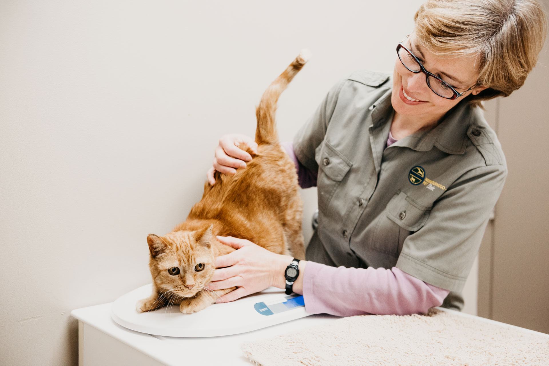 cat receiving a vet exam