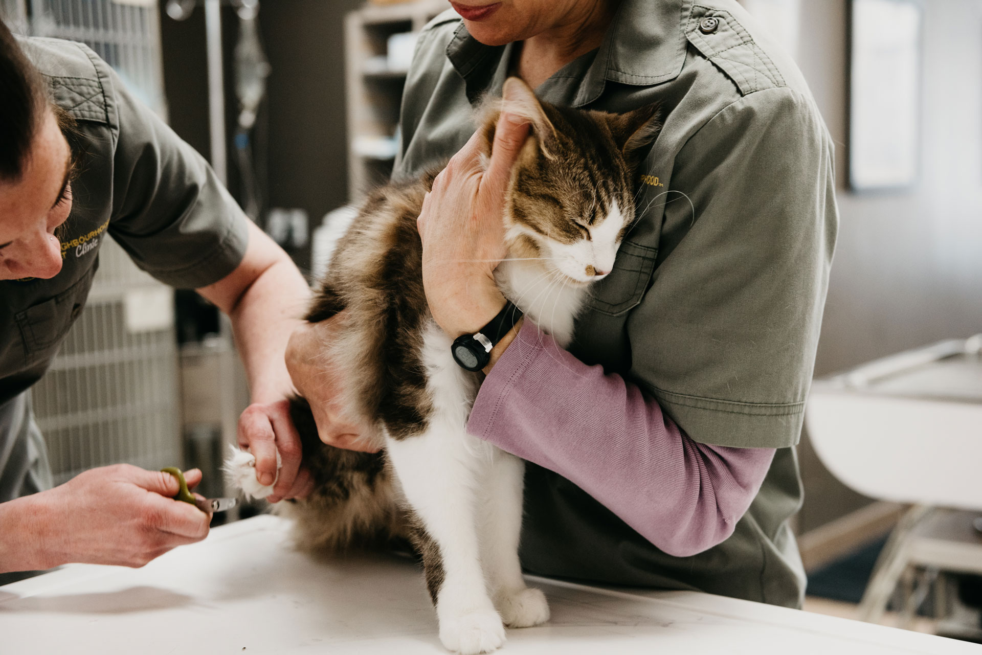 cat receiving a vet exam