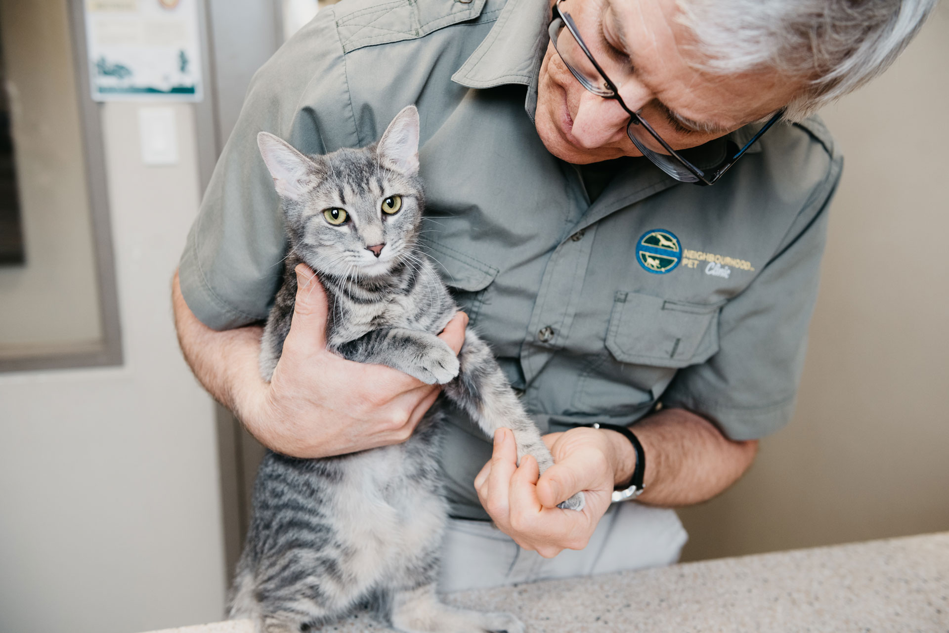 cat receiving vet exam