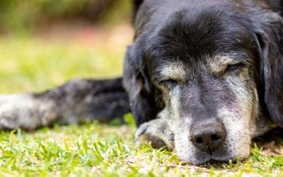 Lessons from a 15-year-old dog