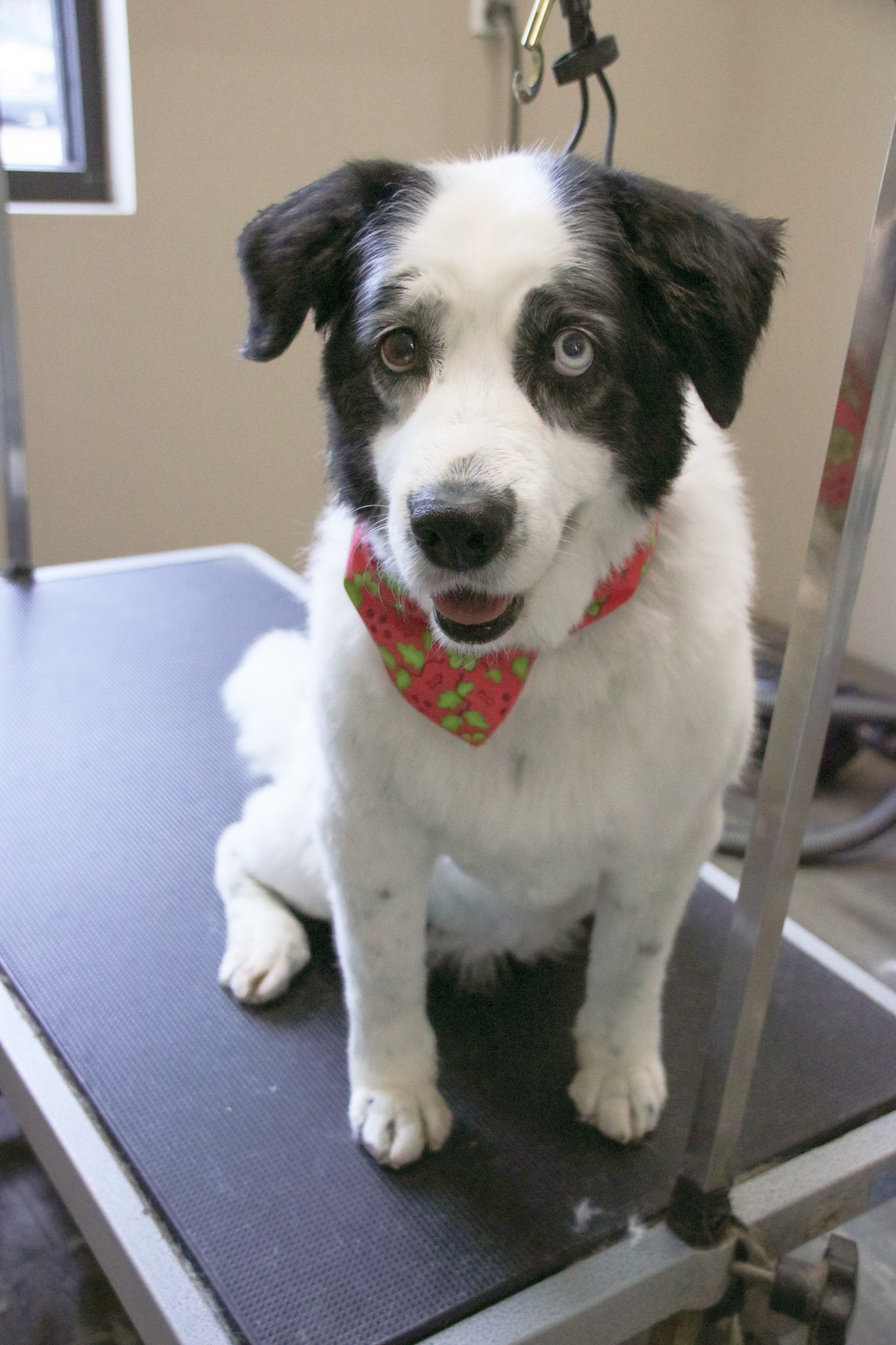 Dog Grooming in London, ON | Neighbourhood Pet Clinic