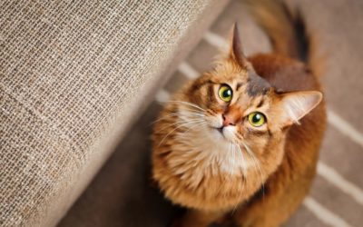 Managing Your Cat’s Stress at the Vet