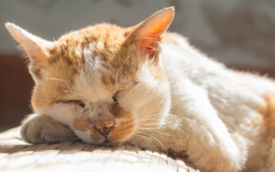 Making the Most of Your Cat’s Golden Years