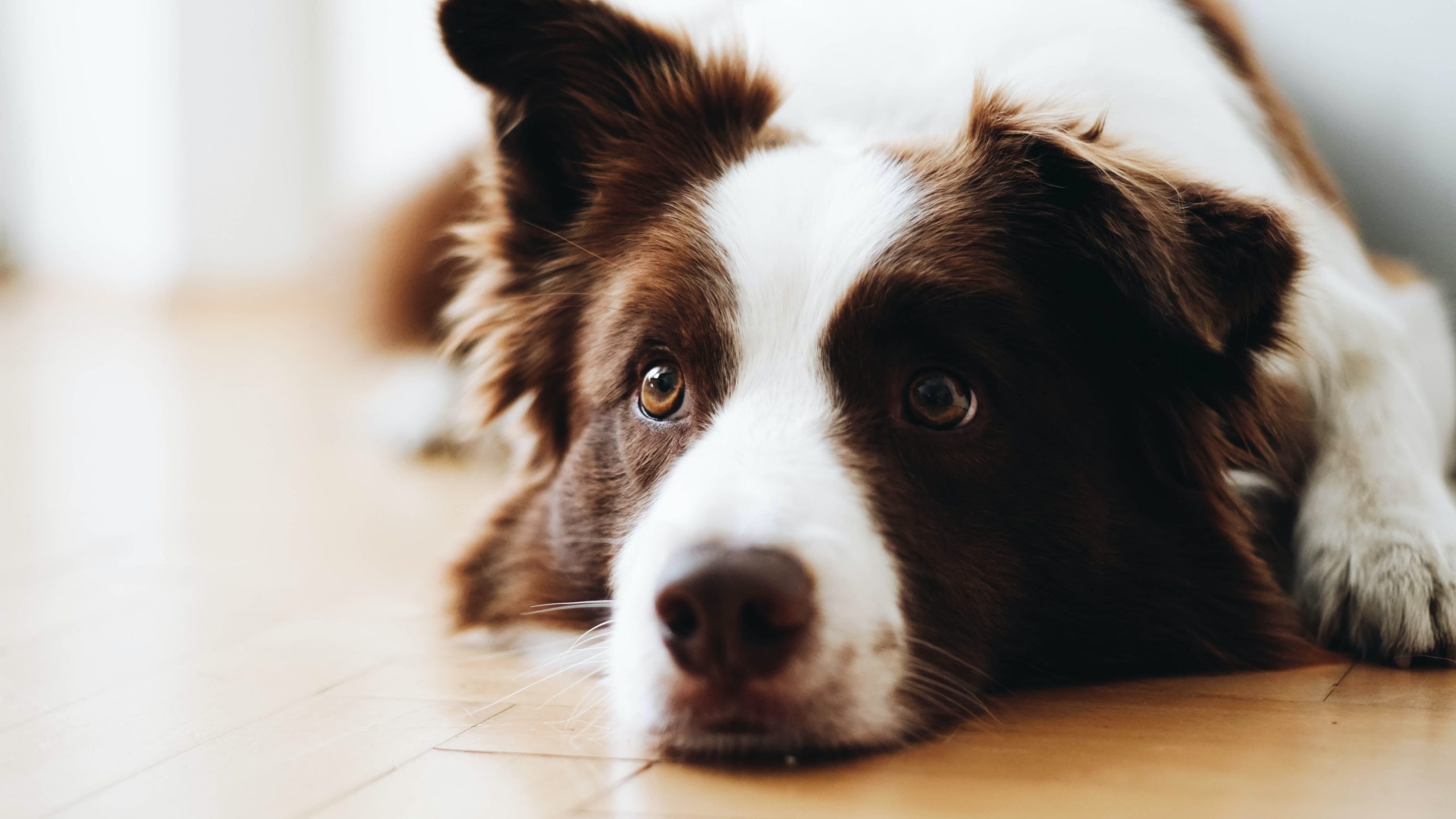 neighbourhood pet clinic - london event