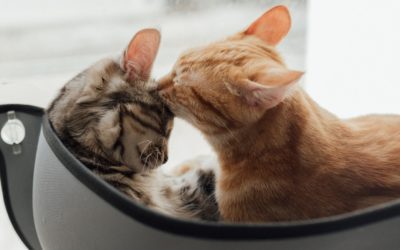 Fur-Sibling Rivalry: Considerations When Adding a Second Cat to the Home