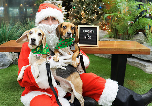Santa visiting with a couple of dogs during the holidays