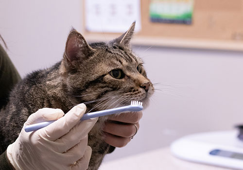 cat brushing cat brushing