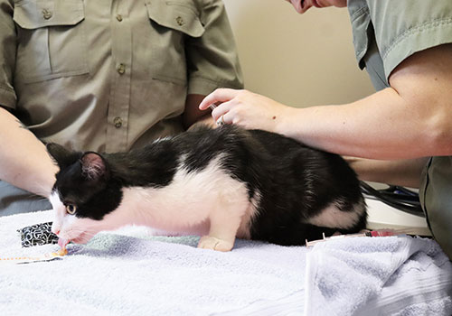 cat-having-food doctor with dog