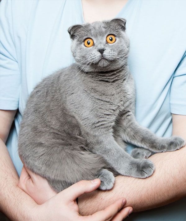 cat sitting