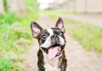 Auto-Ordering your pet's products