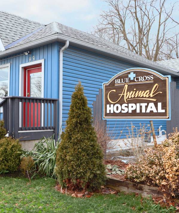 Blue Cross Hospital