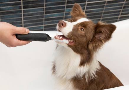 Compassionate Pet Dental Surgery