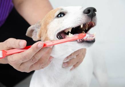 Complex Pet Dental Care