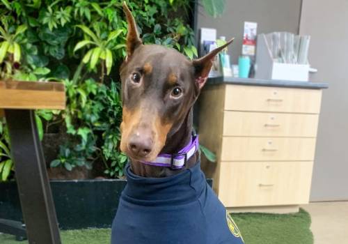 Dog in the clinic