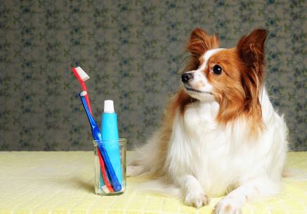 Pet Dental Services