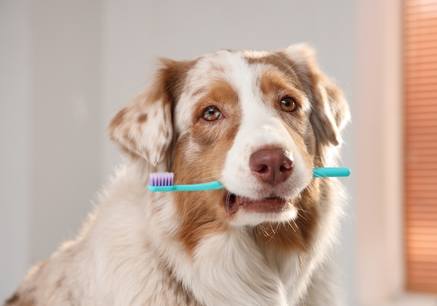 Pet Need Advanced Dental Treatment