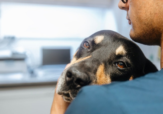 Pet's empathy and consistent care