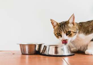 Pets with Complex Needs