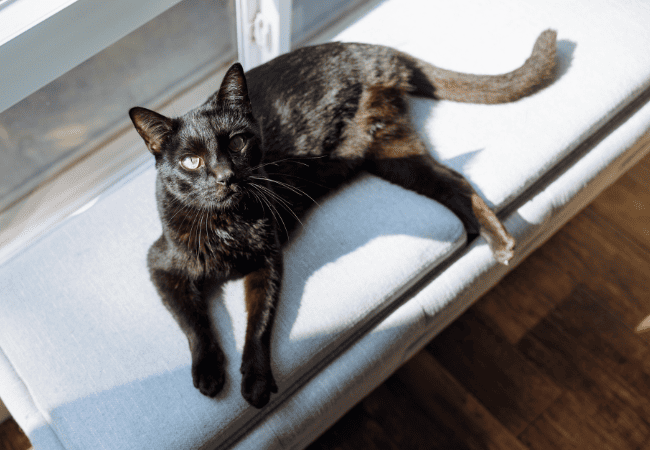 black cat with three legs