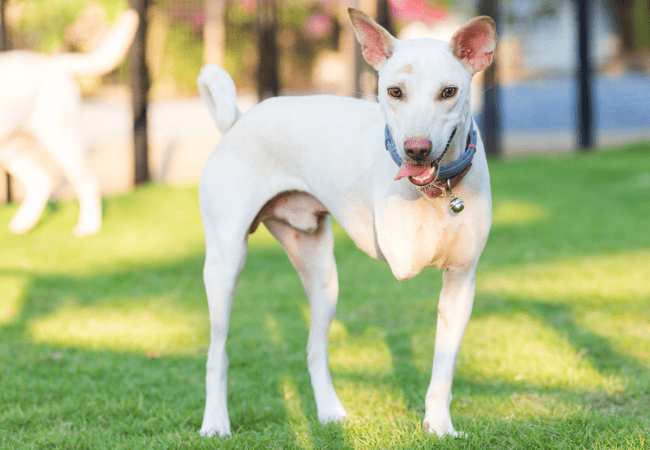 white dog with three legs