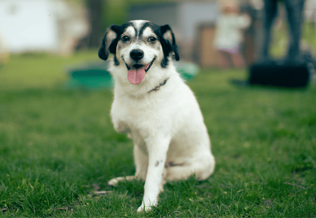 black and white dog with three legs