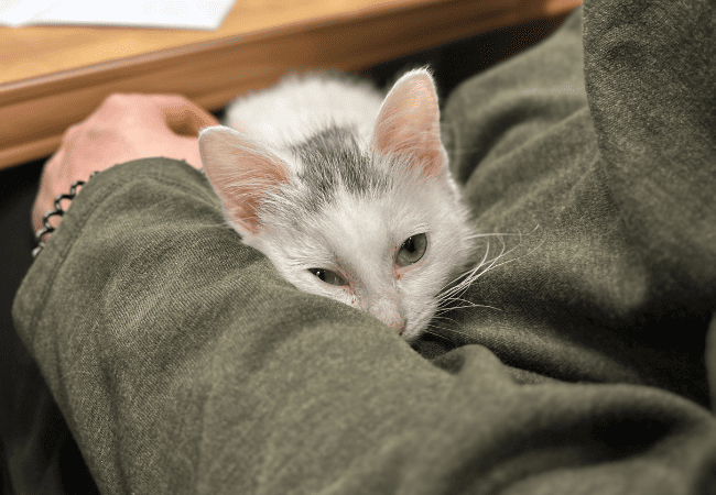 cat laying in persons lap