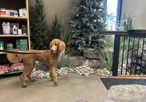 Brown Dog