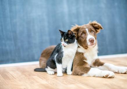 cat and dog sitting together