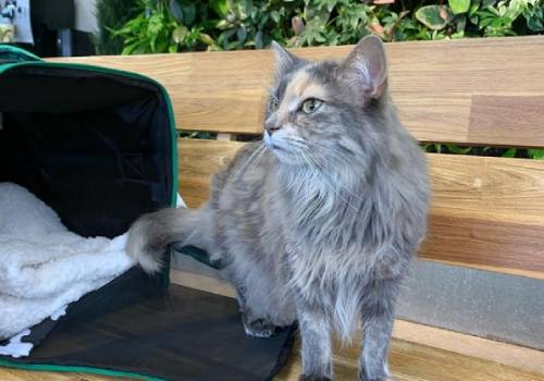 cat-sitting-on-bench