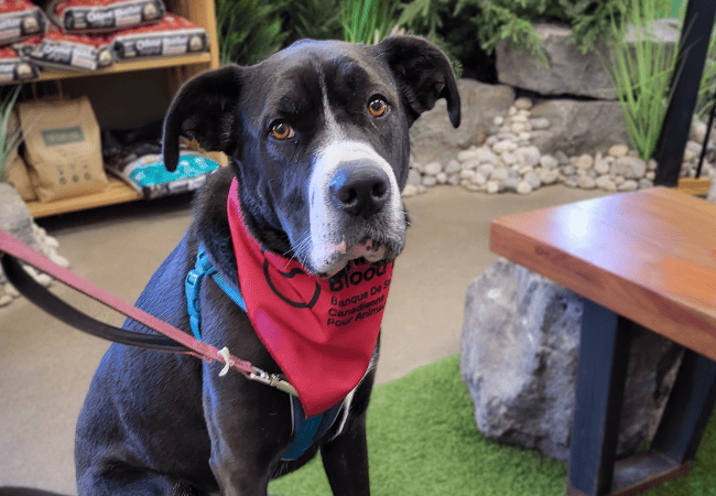 dog wearing a bandana