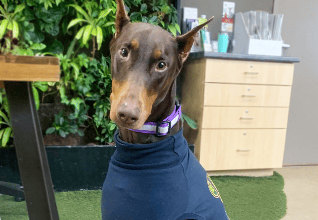 dog wearing a sweater