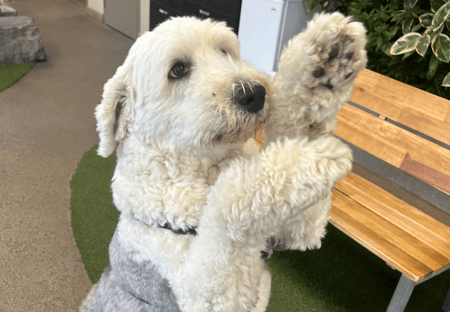 dog jumping up
