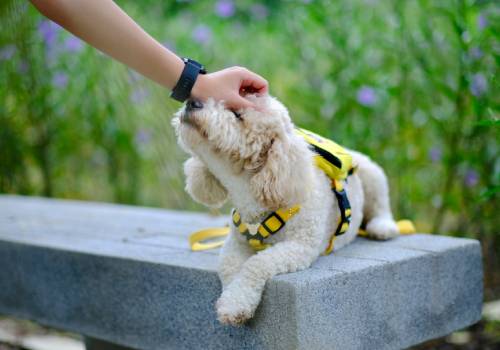 dog care outside