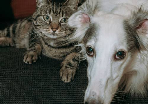 dog with cat