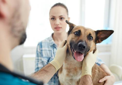 Dog treatment